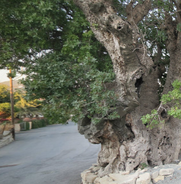 Αιωνόβιος Τρέμιθος